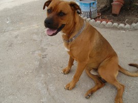 Tayson